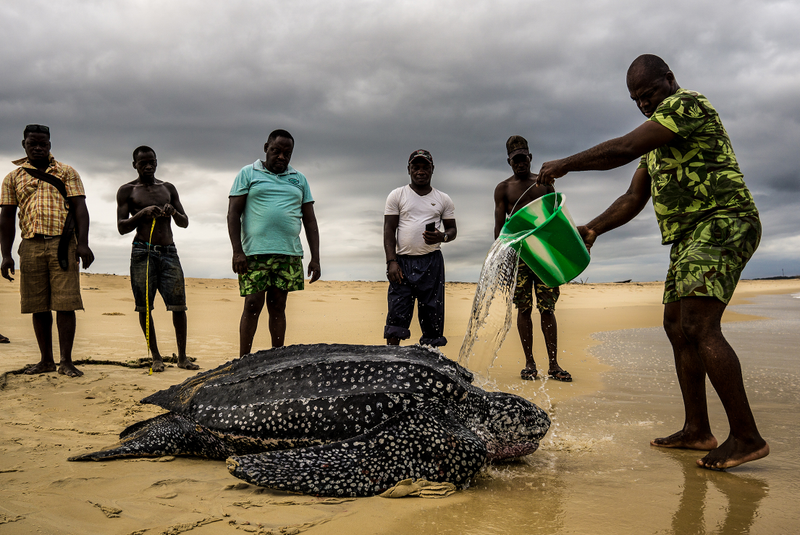Image: Adam Rees/British Ecological Society